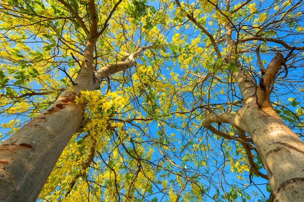 Cássia Fístula no parque em fundo céu azul na Tailândia . — Fotografia de Stock