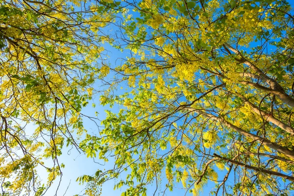 Cássia Fístula no parque em fundo céu azul na Tailândia . — Fotografia de Stock