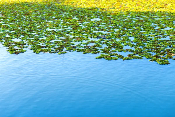 自然緑アゾラ背景、蚊シダ、水生シダ — ストック写真