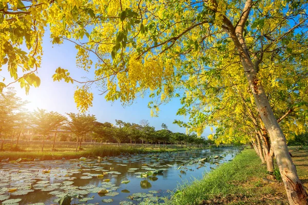 Cassia Fistula Tayland mavi gökyüzü arka plan üzerinde Park'ta. — Stok fotoğraf