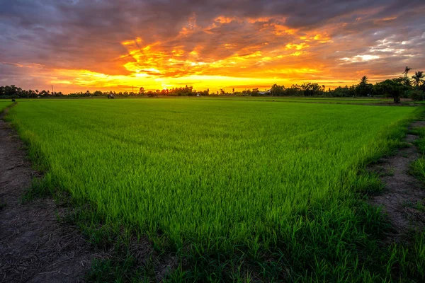 Красиве зелене кукурудзяне поле з фоном неба заходу сонця . — стокове фото