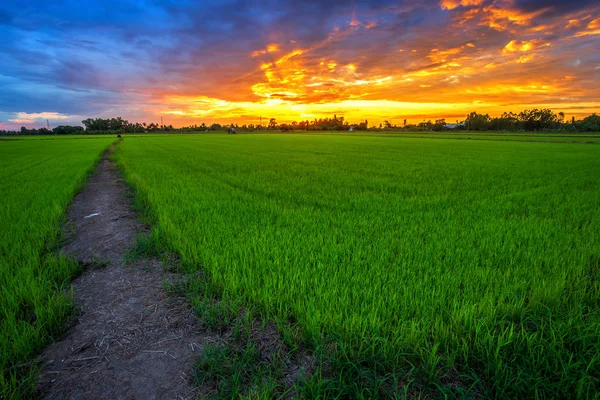 Красиве Зелене Кукурудзяне Поле Фоном Неба Заходу Сонця — стокове фото