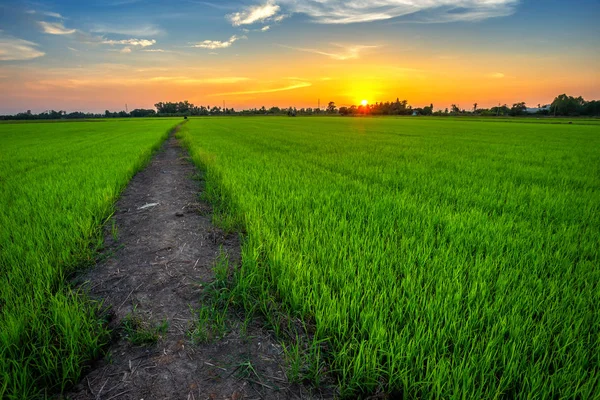 Hermoso campo de maíz verde con fondo cielo puesta del sol . — Foto de Stock