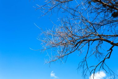 Mavi gökyüzü arka plan üzerinde yaprakları olmayan ağaçların dalları, parlak gökyüzü ile kuru dalları.