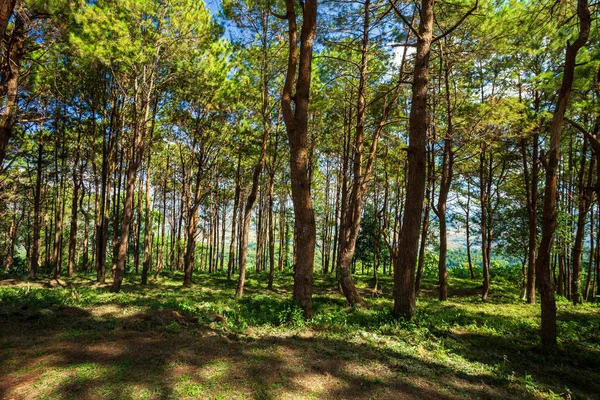 Prachtige Lariks Bos Zomer Met Verschillende Bomen Pine Forest Green — Stockfoto