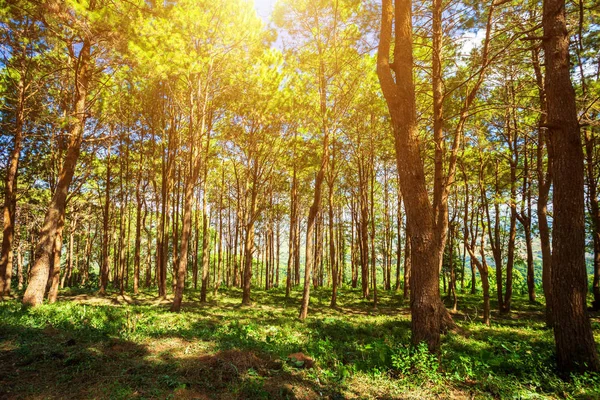 Prachtige Lariks Bos Zomer Met Verschillende Bomen Pine Forest Green — Stockfoto