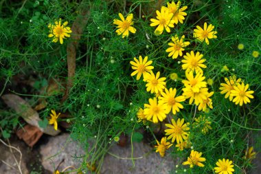 Yeşil çim doğa arka plan üzerinde Güzel sarı Singapur papatya çiçek, Papatya Çiçek Sarı Alan.