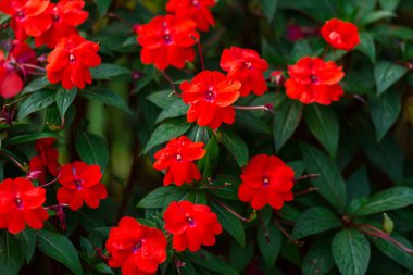 Bahçede Güzel kırmızı Impatiens çiçekler, Impatiens Kırmızı Meşgul.