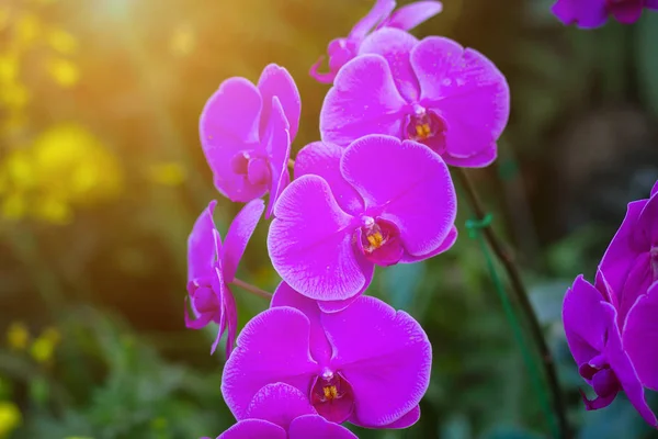 美しい蘭の花は タイの熱帯の制限で発見されています — ストック写真