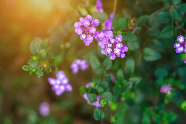 Nádherná Purpurová Květina Rostliny Verbena Bonariensis — Stock fotografie