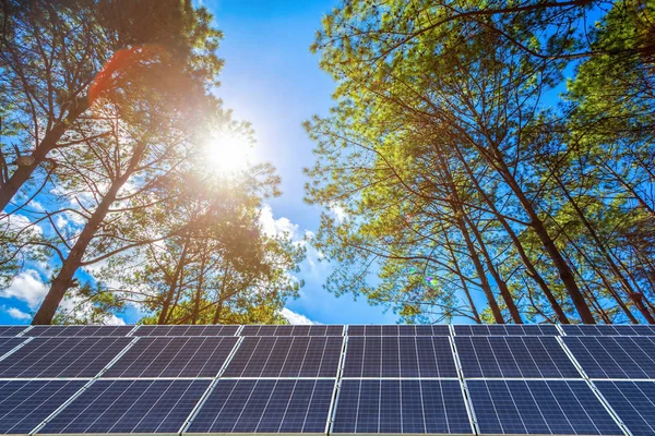 Solar panel on larch forest summer with different trees, Alternative energy concept,Clean energy,Green energy.