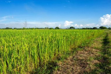 Kabarık bulutlar gökyüzü arka plan ile güzel yeşil mısır Sahası.
