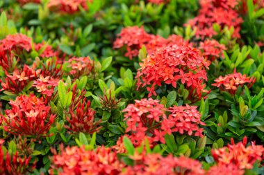Güzel kırmızı başak çiçek, Kral Ixora çiçeklenme (Ixora chinensis) ve yeşil yaprakları. Doğal arka plan ile bahçede başak çiçek.