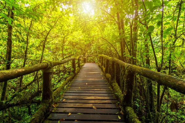 Bakgrundsoskärpa Angkha Nature Trail Doi Inthanon Nationalpark Thailand Royaltyfria Stockbilder