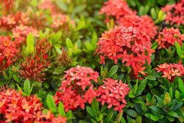 Güzel kırmızı başak çiçek, Kral Ixora çiçeklenme (Ixora chinensis) ve yeşil yaprakları. Doğal arka plan ile bahçede başak çiçek.