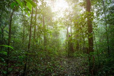 Phitsanulok, Tayland Phuhinrongkla Milli Parkı Nakhon Tay Bölgesi Tropikal Yağmur Ormanları Manzara sisli hava.