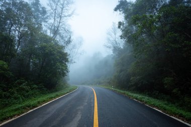 Yağmur ormanı doğa ormanı ve sisli yol ile Yol.