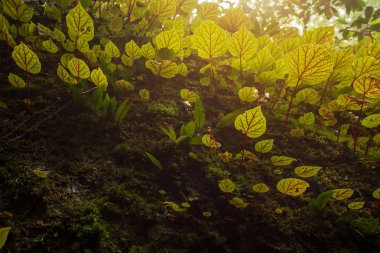 Tayland, Phitsanulok 'taki Phuhinrongkla Ulusal Parkı Nakhon Tayland Bölgesi' nde ormandaki kayaların üzerindeki begonya yaprakları..