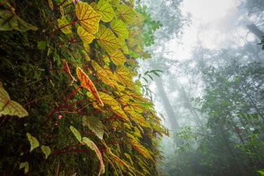 Tayland, Phitsanulok 'taki Phuhinrongkla Ulusal Parkı Nakhon Tayland Bölgesi' nde ormandaki kayaların üzerindeki begonya yaprakları..