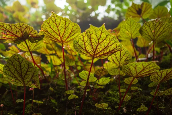 Begonia Liści Skale Lesie Płytka Głębokość Lasu Deszczowego Parku Narodowym — Zdjęcie stockowe