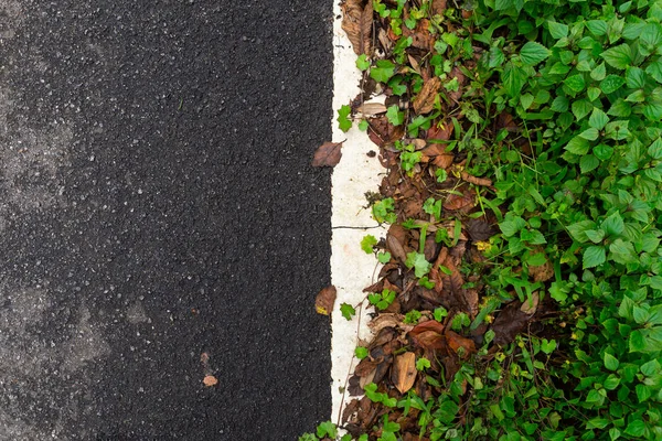 Άσφαλτο δρόμο υγρό με πτώση φύλλα και πράσινο γρασίδι backgroun — Φωτογραφία Αρχείου