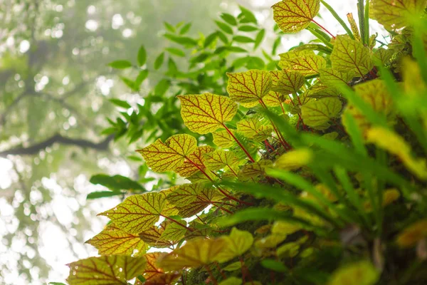 Begonia Folheia Sobre Rocha Floresta Profundidade Rasa Floresta Tropical Parque — Fotografia de Stock