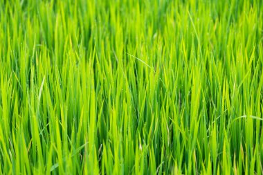 Yeşil pirinç Tayland su damlacıkları ile alanları bırakır. Taze