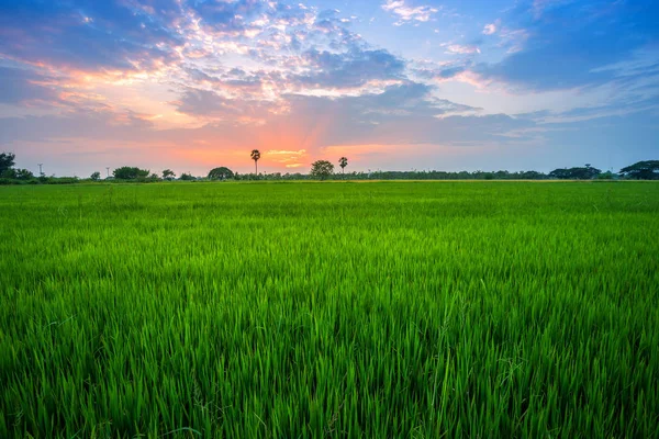 Překrásné zelené kukuřičené pole s nebeským pozadím. — Stock fotografie