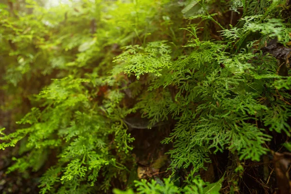 Blízkina zeleného Sphagnum mechu na podzim v tropickém Deštním lese — Stock fotografie