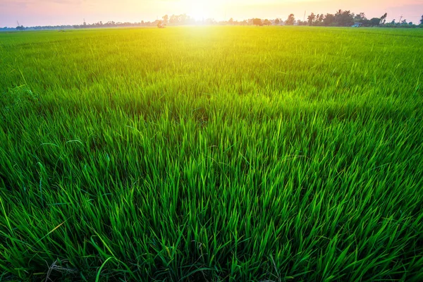 Hermoso campo de maíz verde con fondo cielo puesta del sol . — Foto de Stock