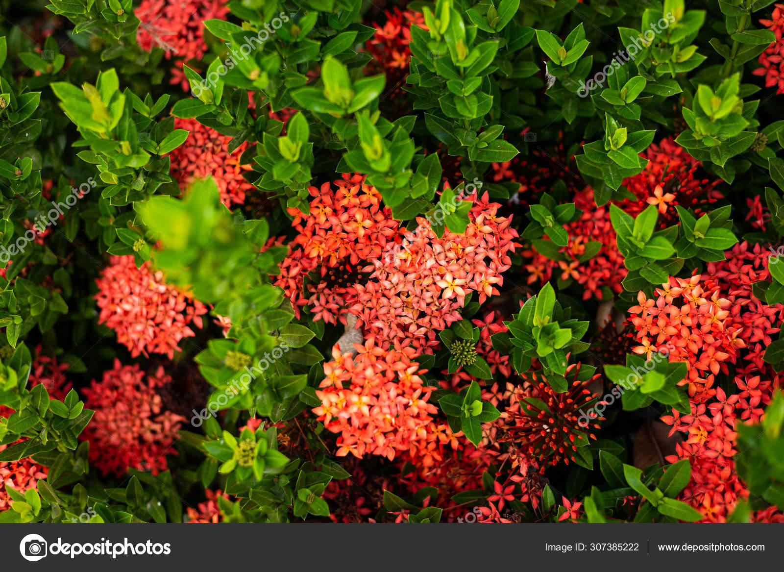 Fotos de Ixora coccinea, Imagens de Ixora coccinea sem royalties |  Depositphotos