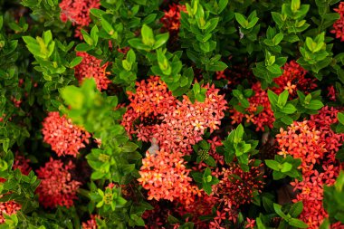 Güzel kırmızı başak çiçek, Kral Ixora çiçeklenme (Ixora chinensis) ve yeşil yaprakları. Doğal arka plan ile bahçede başak çiçek.