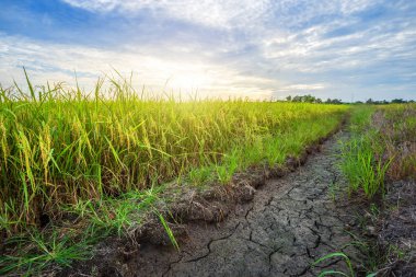 Kabarık bulutlar gökyüzü arka plan ile güzel yeşil mısır Sahası.