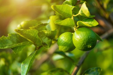 Yeşil Limon yakın bir bahçe citr limon ağacı üzerinde büyümek
