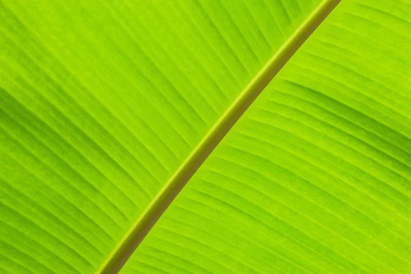 Grüne Bananenblatt tropische Palme Blatt Textur Hintergrund. — Stockfoto