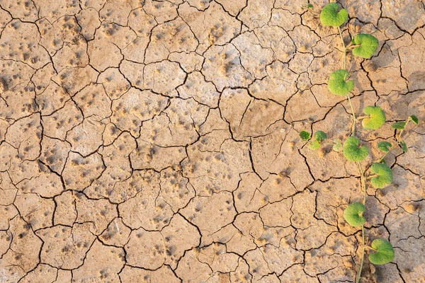 Brun torr jord eller spruckna marken textur bakgrund. — Stockfoto