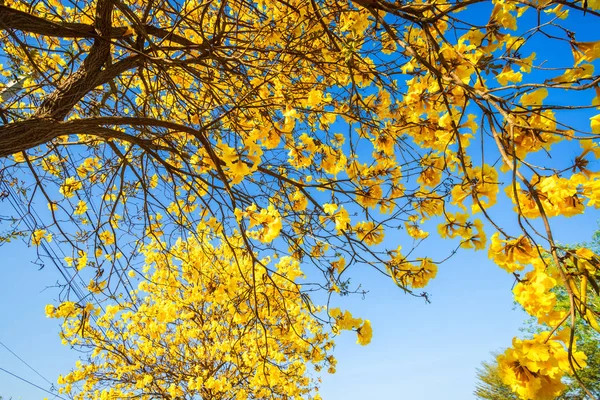 Trombeta dourada árvore no parque em fundo céu azul . — Fotografia de Stock