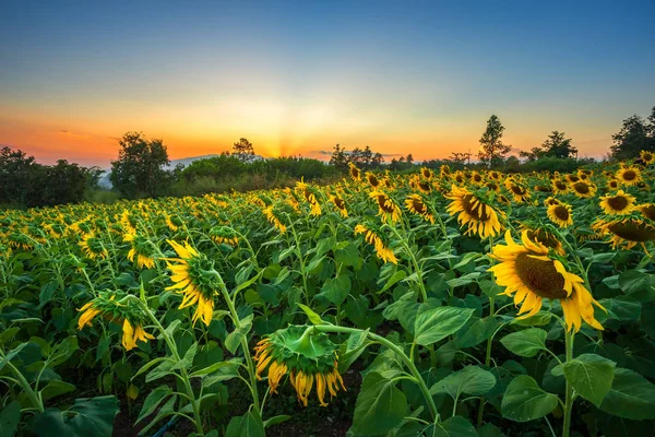 Campos de girassol à noite quente . — Fotografia de Stock