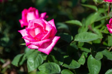 Bir bahçede yaz aylarında gül bahçesinde güzel pembe gül.