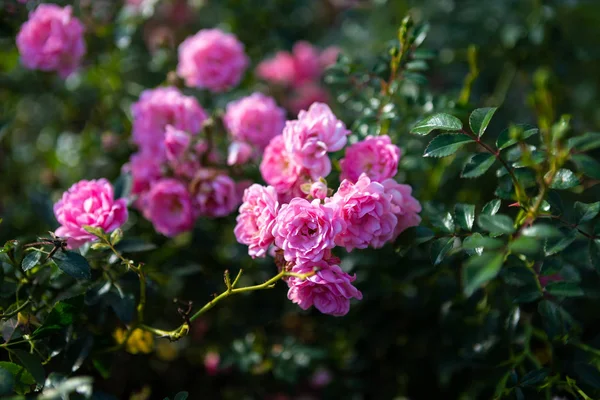 Mooie roze roos op de rozentuin in de zomer in een tuin. — Stockfoto