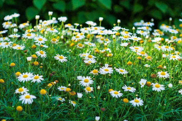 White seaside daisies in a spring garden. — Stock Photo, Image