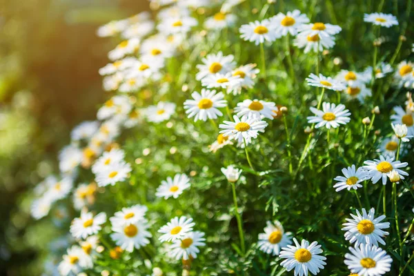 Margaridas brancas à beira-mar em um jardim de primavera . — Fotografia de Stock