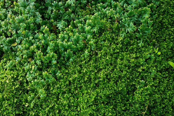 Green Selaginella ferns of spike moss background ferns grow in r — Stock Photo, Image