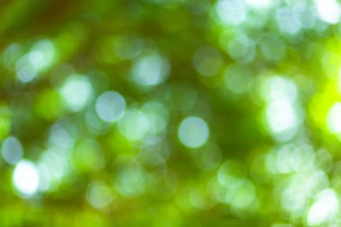 Çemberli yeşil bokeh arka plan. Yaz soyut teması.