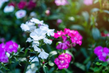 Dianthus çiçek Yeşil gras renkli güzel Mor pembe