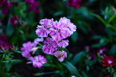 Dianthus çiçek Yeşil gras renkli güzel Mor pembe