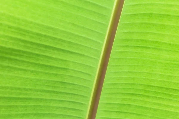 Zielony banan liści tropikalnych liści palmy tekstury tła. — Zdjęcie stockowe