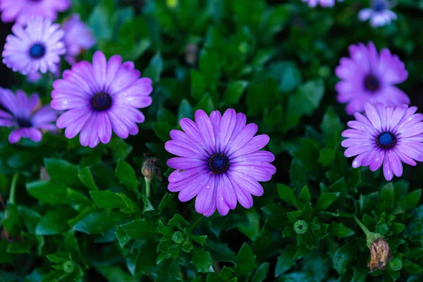 Mancha de flores margaridas africanas violetas na natureza grama verde em — Fotografia de Stock