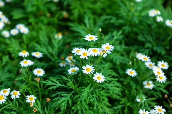 Margaridas brancas à beira-mar em um jardim de primavera . — Fotografia de Stock