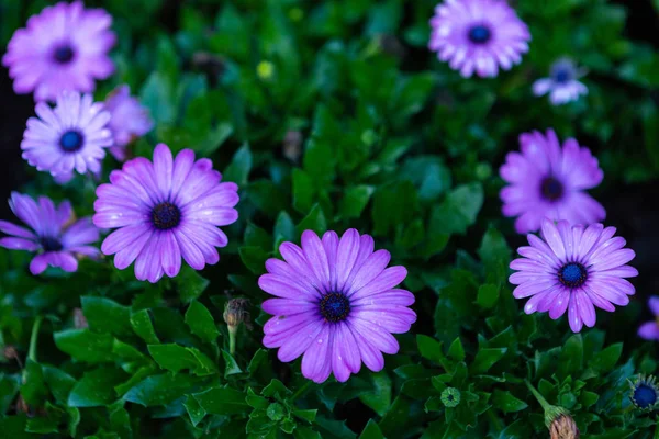 Patch of violet african daisies flowers on green grass nature in — Stock Photo, Image